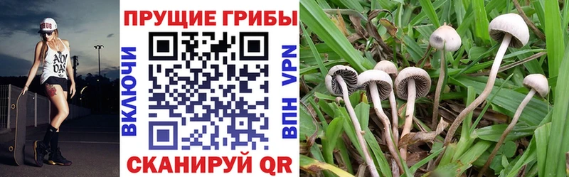 Псилоцибиновые грибы Psilocybine cubensis  Чебоксары 